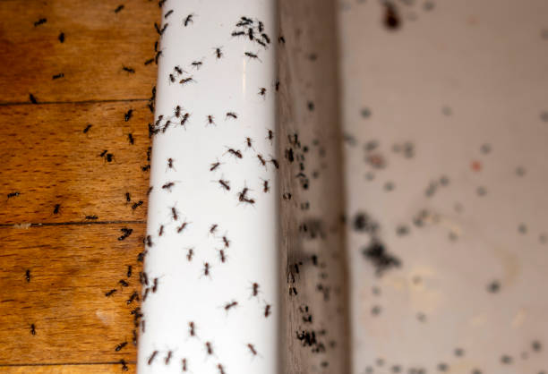 Best Termite Control Services  in Roseburg Nth, OR